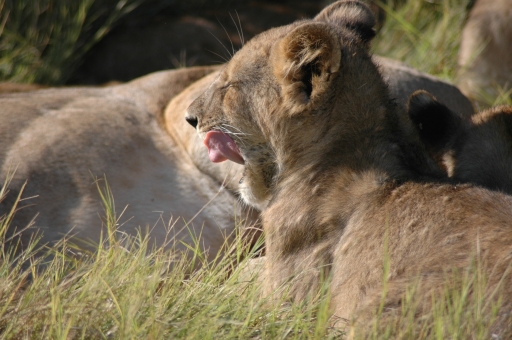 Lion tongue 